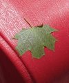 RedChairGreenMapleLeaf-Square